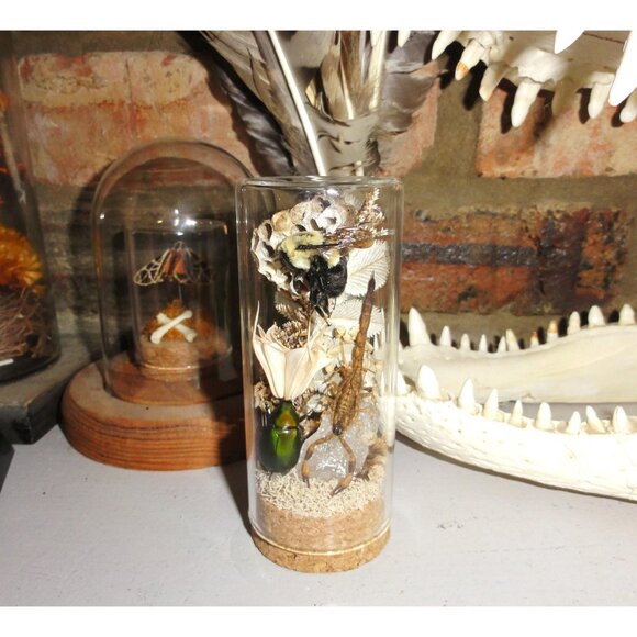 Scorpion Green Chafer Beetle Wasp Nest Bee & Crystal Oddity Jar taxidermy - Picture 2 of 16
